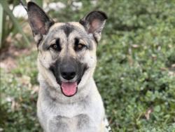 Shelter Stray Female Dog last seen , 957 N Gaffey St, San Pedro, CA 90731, USA