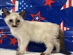 Shelter Stray Female Cat last seen , 957 N Gaffey St, San Pedro, CA 90731, USA