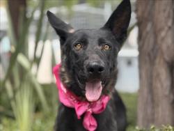 Shelter Stray Female Dog last seen , 957 N Gaffey St, San Pedro, CA 90731, USA