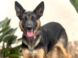 Shelter Stray Female Dog last seen , 957 N Gaffey St, San Pedro, CA 90731, USA