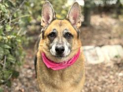 Shelter Stray Male Dog last seen , 957 N Gaffey St, San Pedro, CA 90731, USA