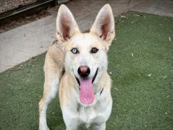 Shelter Stray Female Dog last seen , 957 N Gaffey St, San Pedro, CA 90731, USA