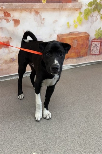 Shelter Stray Male Dog last seen S HUNTS LN X COMMERCIAL RD, 333 Chandler Pl, San Bernardino, CA 92408, USA