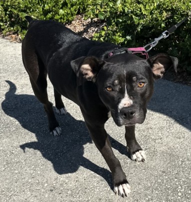 Shelter Stray Female Dog last seen , 957 N Gaffey St, San Pedro, CA 90731, USA