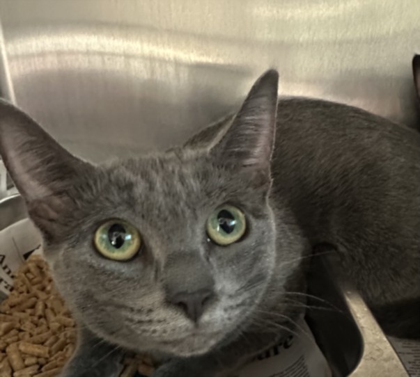 Shelter Stray Male Cat last seen , 957 N Gaffey St, San Pedro, CA 90731, USA