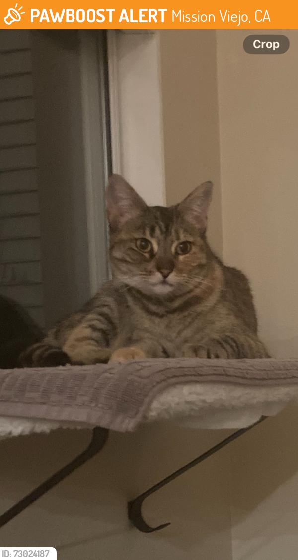 Found/Stray Unknown Cat last seen Rosings & Fieldcrest Mission Viejo, Mission Viejo, CA 92692