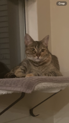 Found/Stray Unknown Cat last seen Rosings & Fieldcrest Mission Viejo, Mission Viejo, CA 92692
