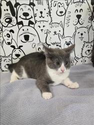 Shelter Stray Male Cat last seen , 957 N Gaffey St, San Pedro, CA 90731, USA