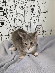Shelter Stray Male Cat last seen , 957 N Gaffey St, San Pedro, CA 90731, USA