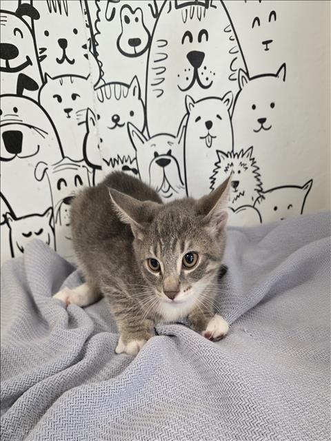 Shelter Stray Male Cat last seen , 957 N Gaffey St, San Pedro, CA 90731, USA