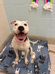 Shelter Stray Female Dog last seen , 12155 Park Blvd, Brighton, CO 80601, USA