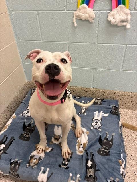 Shelter Stray Female Dog last seen , 12155 Park Blvd, Brighton, CO 80601, USA