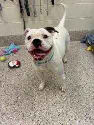 Shelter Stray Female Dog last seen WOLF CREEK RD & E. 26TH AVE, 12155 Park Blvd, Brighton, CO 80601, USA