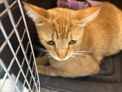 Shelter Stray Female Cat last seen , West Valley Animal Shelter, 20655 Plummer St, Chatsworth, CA 91311, USA