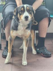 Shelter Stray Male Dog last seen , West Valley Animal Shelter, 20655 Plummer St, Chatsworth, CA 91311, USA