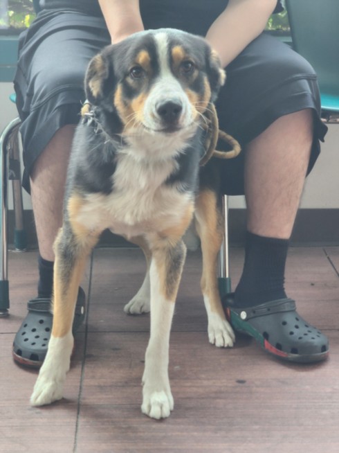 Shelter Stray Male Dog last seen , West Valley Animal Shelter, 20655 Plummer St, Chatsworth, CA 91311, USA