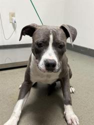 Shelter Stray Male Dog last seen Near BLOCK HEATH RD, BAKERSFIELD CA 93314, 3951 Fruitvale Ave, Bakersfield, CA 93308, USA