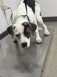 Shelter Stray Female Dog last seen Near BLOCK HEATH RD, BAKERSFIELD CA 93314, 3951 Fruitvale Ave, Bakersfield, CA 93308, USA