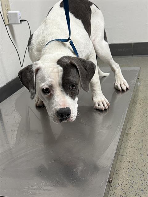 Shelter Stray Female Dog last seen Near BLOCK HEATH RD, BAKERSFIELD CA 93314, 3951 Fruitvale Ave, Bakersfield, CA 93308, USA