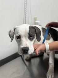 Shelter Stray Male Dog last seen Near BLOCK HEATH RD, BAKERSFIELD CA 93314, 3951 Fruitvale Ave, Bakersfield, CA 93308, USA