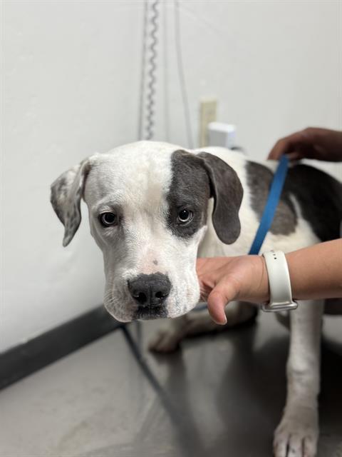 Shelter Stray Male Dog last seen Near BLOCK HEATH RD, BAKERSFIELD CA 93314, 3951 Fruitvale Ave, Bakersfield, CA 93308, USA