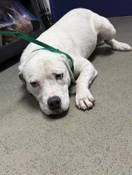 Shelter Stray Male Dog last seen Near BLOCK HEATH RD, BAKERSFIELD CA 93314, 3951 Fruitvale Ave, Bakersfield, CA 93308, USA