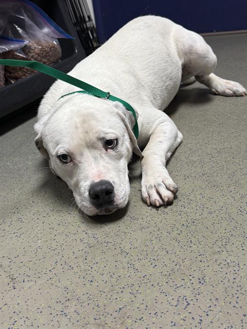 Shelter Stray Male Dog last seen Near BLOCK HEATH RD, BAKERSFIELD CA 93314, 3951 Fruitvale Ave, Bakersfield, CA 93308, USA
