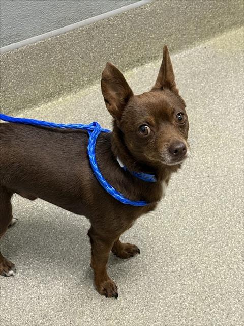 Shelter Stray Male Dog last seen Near BLOCK N MARTIN L KING BLVD, LAS VEGAS NV 89106, 655 N Mojave Rd, Las Vegas, NV 89101, USA