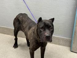 Shelter Stray Female Dog last seen , 655 N Mojave Rd, Las Vegas, NV 89101, USA