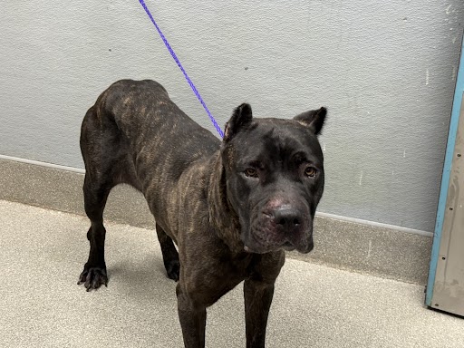 Shelter Stray Female Dog last seen , 655 N Mojave Rd, Las Vegas, NV 89101, USA