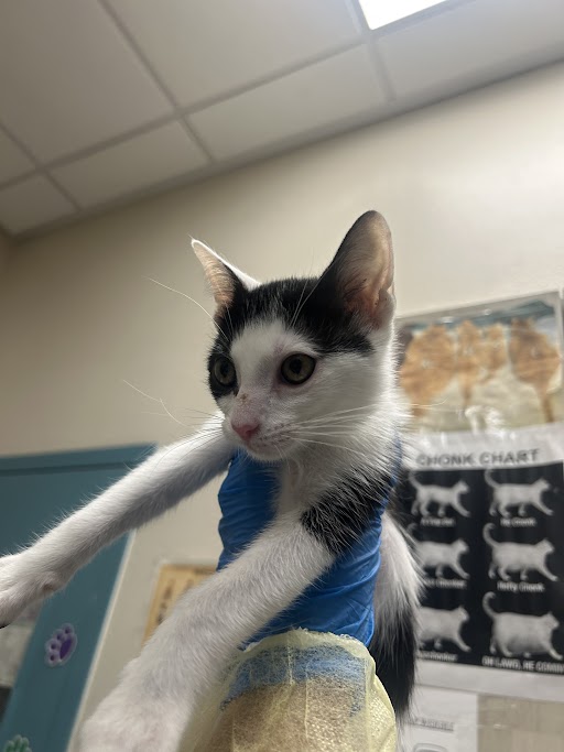 Shelter Stray Female Cat last seen , 655 N Mojave Rd, Las Vegas, NV 89101, USA