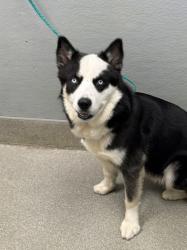 Shelter Stray Male Dog last seen , 655 N Mojave Rd, Las Vegas, NV 89101, USA