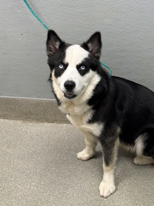 Shelter Stray Male Dog last seen , 655 N Mojave Rd, Las Vegas, NV 89101, USA