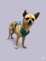 Shelter Stray Male Dog last seen BELLROSE AVE, 2020 Forest St, Jacksonville, FL 32204, USA