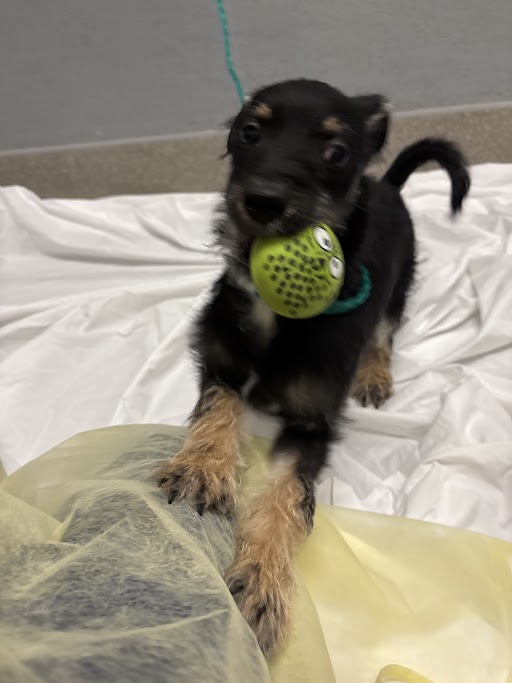 Shelter Stray Male Dog last seen , 655 N Mojave Rd, Las Vegas, NV 89101, USA