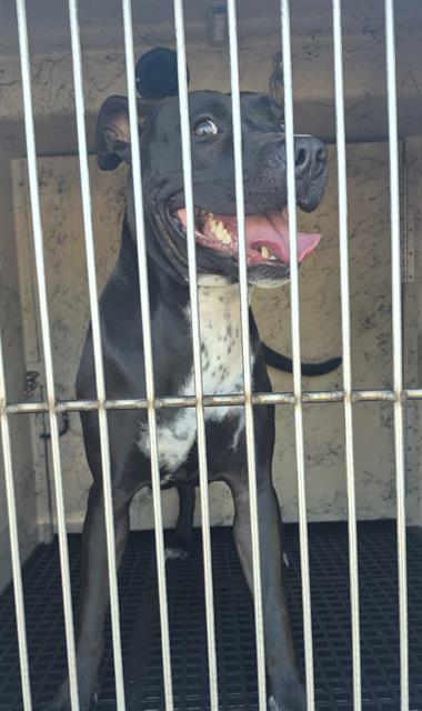Shelter Stray Female Dog last seen Near BLOCK W RUSSELL RD, LAS VEGAS NV 89118, 655 N Mojave Rd, Las Vegas, NV 89101, USA