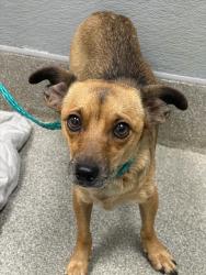 Shelter Stray Female Dog last seen , 655 N Mojave Rd, Las Vegas, NV 89101, USA