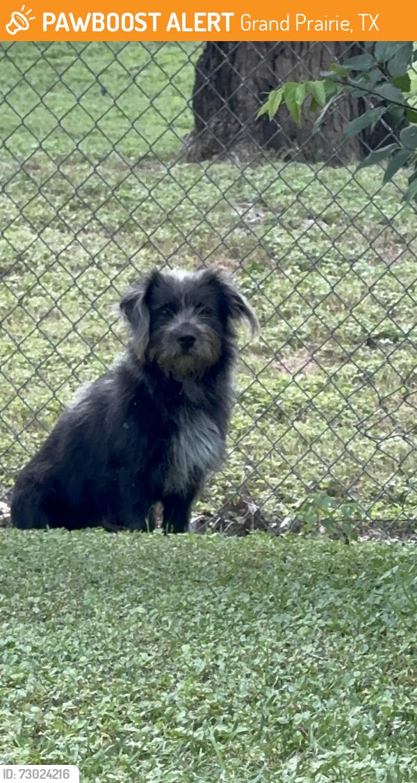 Found/Stray Male Dog last seen Egyptian and 161, Grand Prairie, TX 75050
