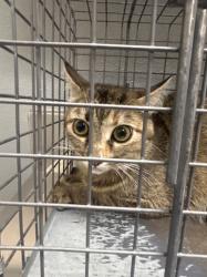 Shelter Stray Female Cat last seen Near BLOCK CHANNEL 10 DR BLOCK, 655 N Mojave Rd, Las Vegas, NV 89101, USA