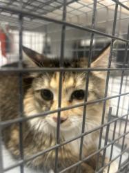 Shelter Stray Female Cat last seen Near BLOCK CHANNEL 10 DR BLOCK, 655 N Mojave Rd, Las Vegas, NV 89101, USA