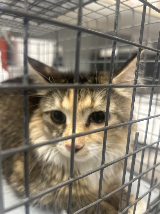 Shelter Stray Female Cat last seen Near BLOCK CHANNEL 10 DR BLOCK, 655 N Mojave Rd, Las Vegas, NV 89101, USA
