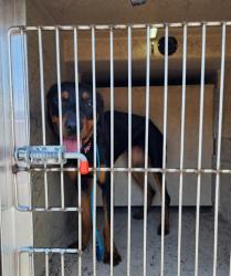 Shelter Stray Female Dog last seen Near BLOCK ALGONQUIN DR, LAS VEGAS NV 89119, 655 N Mojave Rd, Las Vegas, NV 89101, USA