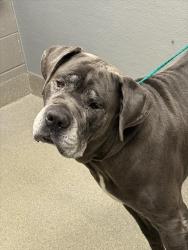 Shelter Stray Male Dog last seen N JONES BLVD & N RANCHO DR, 655 N Mojave Rd, Las Vegas, NV 89101, USA