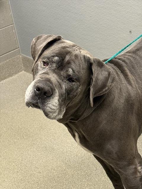 Shelter Stray Male Dog last seen N JONES BLVD & N RANCHO DR, 655 N Mojave Rd, Las Vegas, NV 89101, USA
