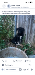 Found/Stray Male Dog last seen Sw 59th and Shartel, Oklahoma City, OK 73109
