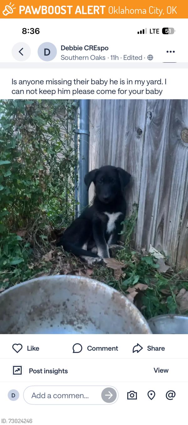 Found/Stray Male Dog last seen Sw 59th and Shartel, Oklahoma City, OK 73109