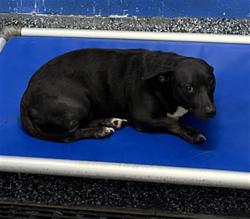 Shelter Stray Female Dog last seen MONROE MEADOWS DR AND LAKE BLANCHE DR, 19640 Dogpatch Ln, Land O' Lakes, FL 34638, USA