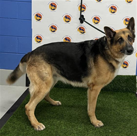 Shelter Stray Male Dog last seen STATE ROAD 41 AND STATE ROAD 52 (SLIGHTLY AFTER CONNERTON), 19640 Dogpatch Ln, Land O' Lakes, FL 34638, USA