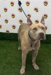 Shelter Stray Male Dog last seen ABBOT PARK, 19640 Dogpatch Ln, Land O' Lakes, FL 34638, USA