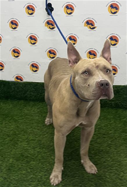 Shelter Stray Male Dog last seen ABBOT PARK, 19640 Dogpatch Ln, Land O' Lakes, FL 34638, USA